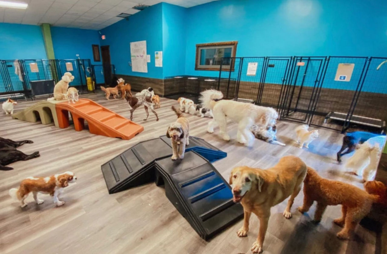 daycare-in-texas-texas-doghouse